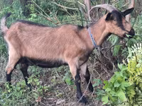 பெண் வெள்ளாடு, வெள்ளாடுகள் — புகைப்படம் 3