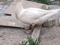 Ducks — عکس 1