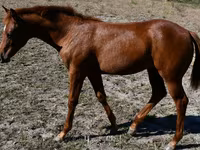 مادیان, Quarter Horse — عکس 6