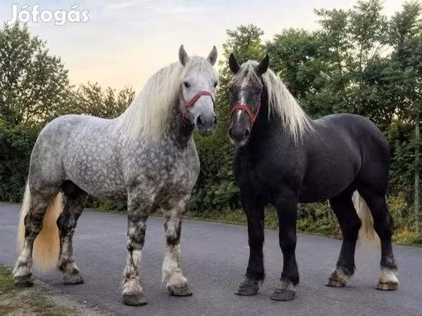 Hingst, Percheron