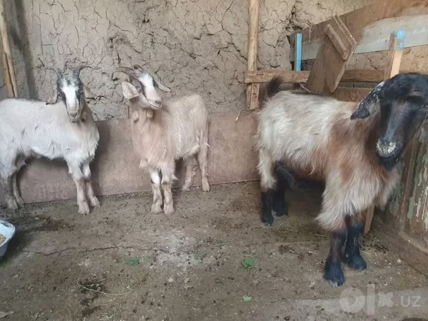 Capră, Capre