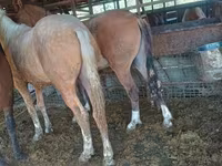 مادیان, Kazakh horse — عکس 4