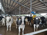 ላም, Holstein breed — ፎቶ 2