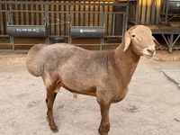 Vædder, Arashan sheep — foto 2