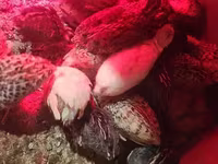 Quails — φωτογραφία 7