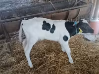 Bou, Russian Black pied cattle — foto 1