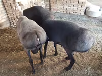 ஆண் ஆடு, ஆடுகள் — புகைப்படம் 3