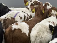 Rinder (Partie, Geschlecht nicht angegeben), Simmental cattle — Foto 5