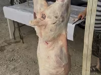 قوچ, Merino sheep — عکس 2