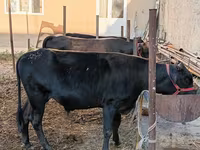 گاو و گوساله (گروه، جنسیت مشخص نشده), گاو — عکس 5
