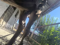 Tehén, Swiss cattle — 2. fotó