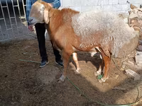 Baran, Hissar sheep — zdjęcie 3