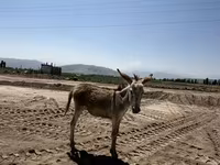 حصان, الخيول — الصورة 2
