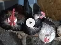 Chickens — الصورة 1