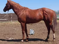 اسب نر, Thoroughbred horse — عکس 3