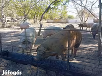 خوک (گروه، جنسیت مشخص نشده), Мангалица — عکس 4