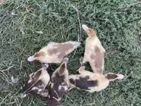 Ducks — foto 1