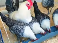 Chickens — foto 4