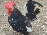 Chickens — Foto 1