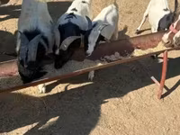 Chèvre, Dutch Landrace goats — photo 3