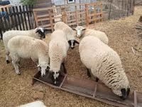 แกะตัวเมีย, Suffolk sheep — รูปภาพ 3