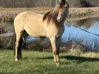 Faras, Rocky Mountain Horse — sawirka 6