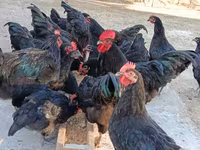 Australorp — zdjęcie 8
