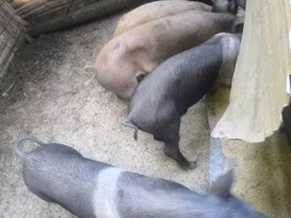 Babi betina, Дюрок