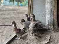 Ducks — تصویر 2