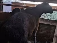 Schaf, Hissar sheep — Foto 4