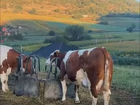 Dibi, Cattle — sawirka 2