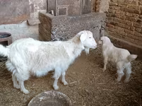 Kambing betina, Goats — foto 2