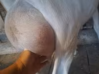 بز ماده, Saanen goat — عکس 2