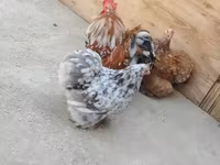 Chickens — foto 1