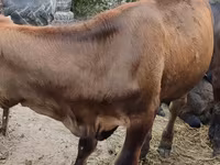 วัวตัวเมีย, Swiss cattle — รูปภาพ 2