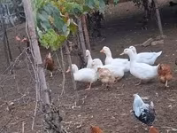 Ducks — Foto 5