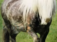 Ձի, Gypsy horse — լուսանկար 2