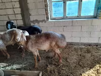 Қӯчқор, Arashan sheep — акс 5