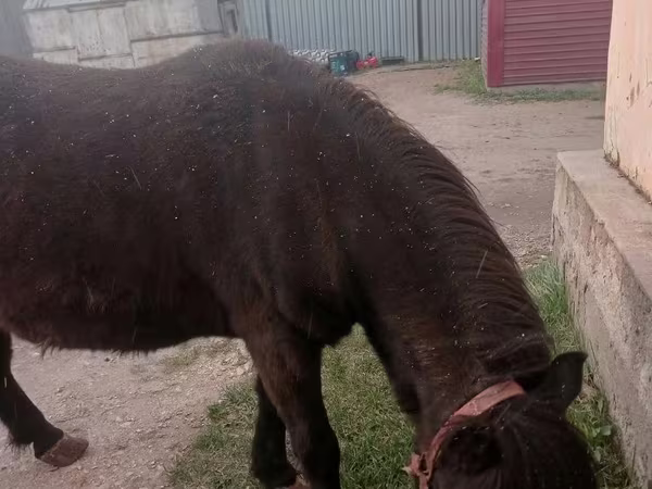 Hoppe, Shetland Pony