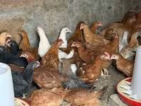 Chickens — zdjęcie 2