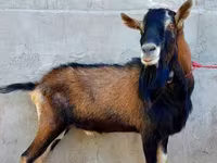 Koza, Alpine goat — zdjęcie 4