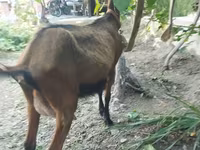 Cabra, Alpine goat — foto 1
