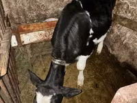 İnek, Holstein ırkı — foto 6