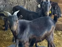 แพะตัวผู้, Dutch Landrace goats — รูปภาพ 3