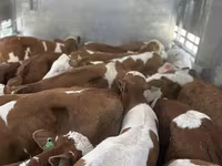 Býk, Simmental cattle — foto 3