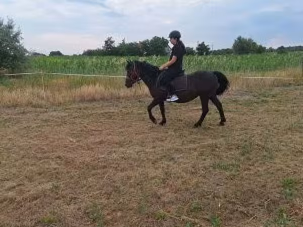 Kuda betina, Horses