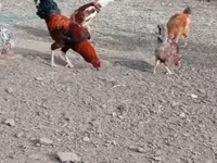 Chickens — عکس 3