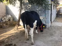 Koe, Holsteinras — foto 8