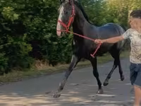 Hingst, Lipizzaner — foto 1