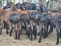قوچ, Hissar sheep — عکس 4